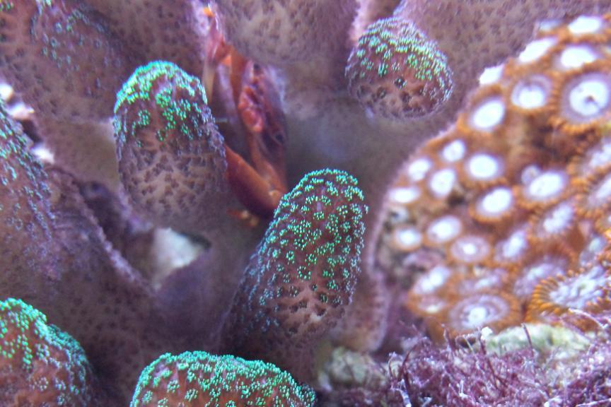 Trapezia Pocillopora/Acropora Crab / Trapezia sp 18