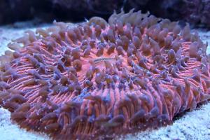 Short Tentacle Plate Coral Indonesia Thumbnail