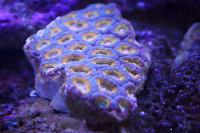 Acan Brain Coral Thumbnail