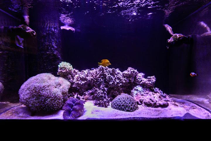 100 gal SPS tank Thumbnail