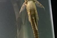 Whiptail Catfish Thumbnail