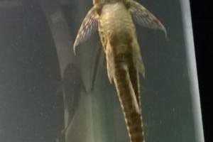 Whiptail Catfish