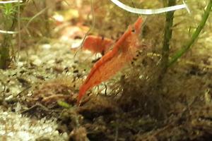 Red Cherry Shrimp Thumbnail