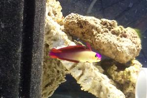 Purple Firefish Thumbnail