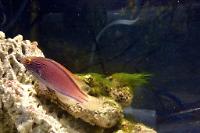 linetaus fairy wrasse Thumbnail