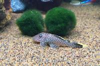 Gold Nugget Pleco L18 Thumbnail