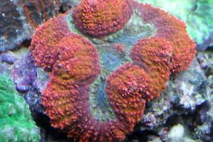 Lobophyllia Brain Coral Thumbnail