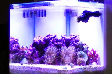 My Aquarium Thumbnail