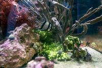 Banggai Cardinalfish Thumbnail