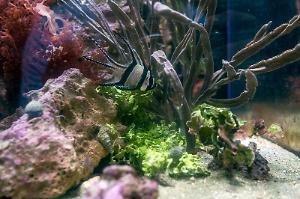 Banggai Cardinalfish Thumbnail