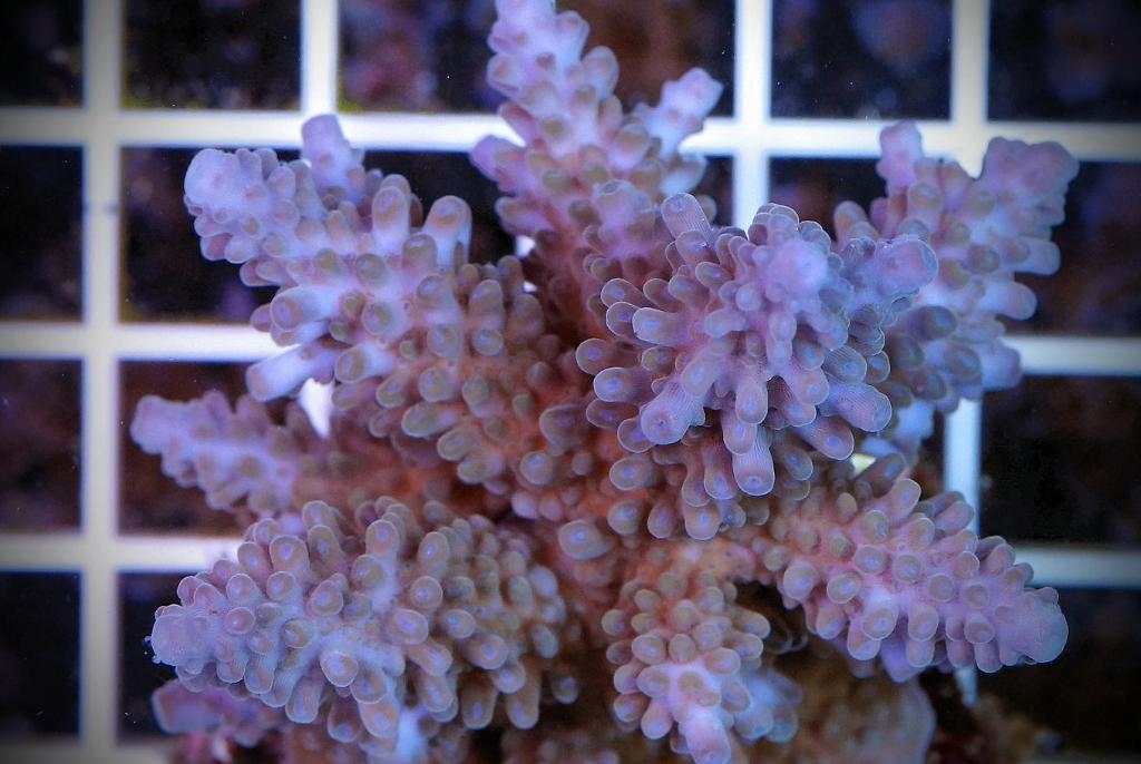 Acropora Gomezi