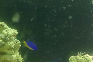 Azure Damselfish Thumbnail