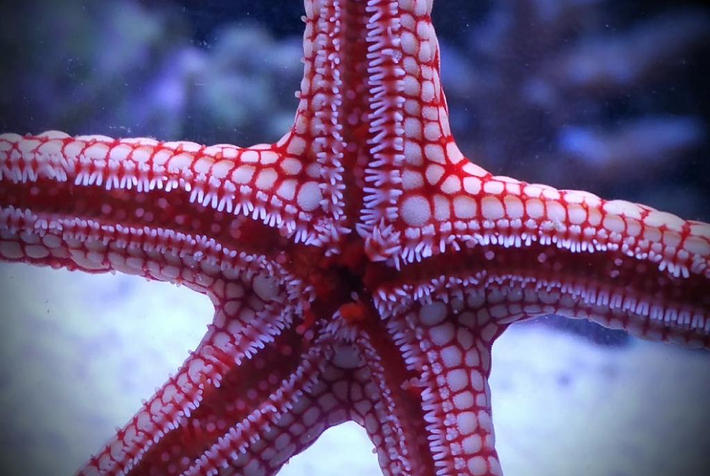 Marble Sea Star