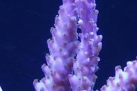 Acropora Formosa Thumbnail