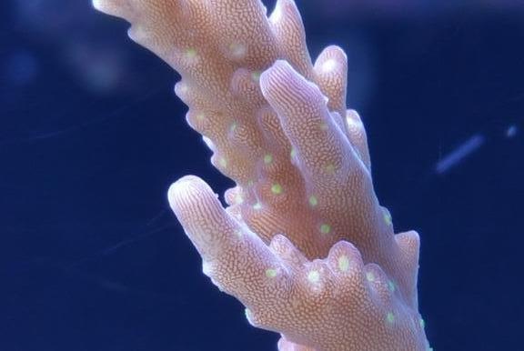 Valida Acropora Coral Tricolor