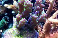 Valida Acropora Coral Tricolor Thumbnail