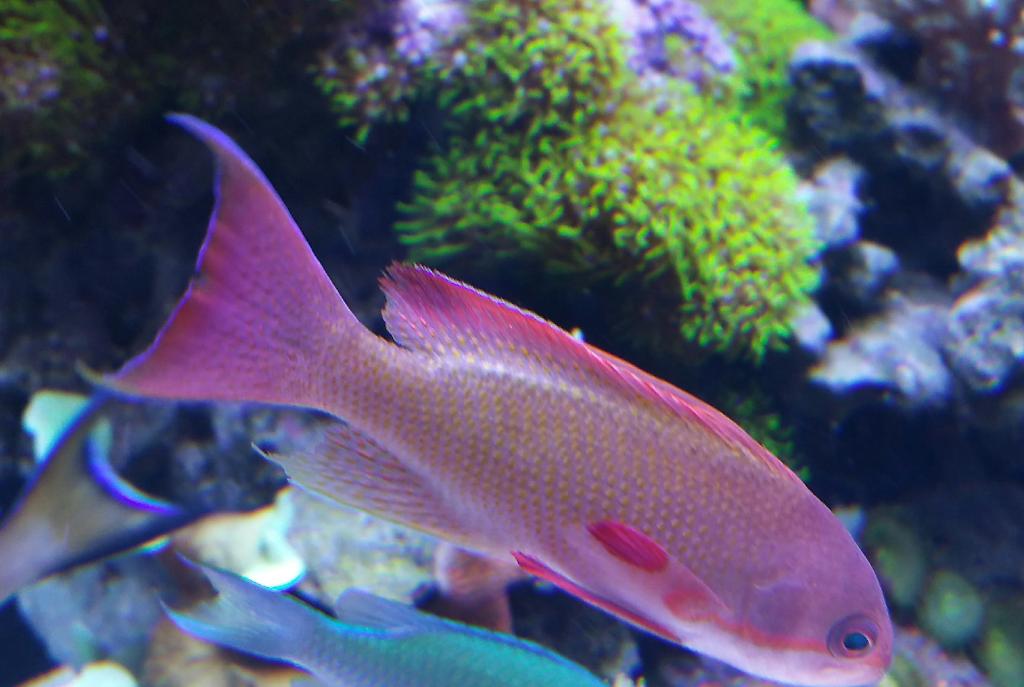 Lyretail Anthias