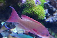 Lyretail Anthias Thumbnail