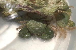 Emerald Crab Thumbnail