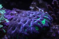 Acan Brain Coral Thumbnail