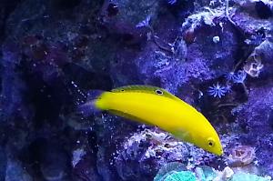 Yellow Wrasse Thumbnail