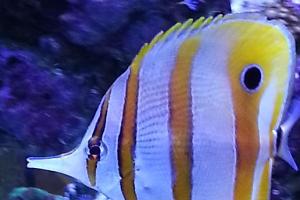 Copperband Butterflyfish Thumbnail