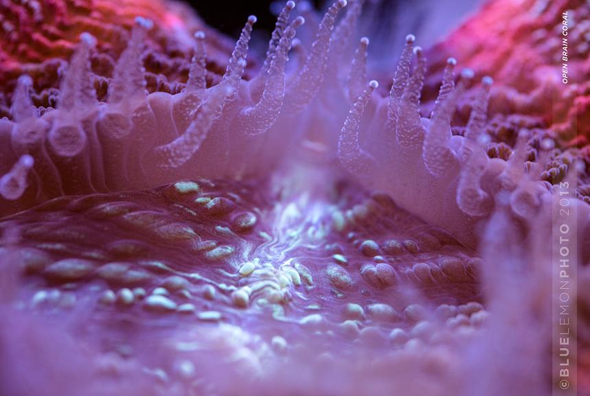 Folded Brain Coral macro