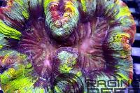 Folded Brain Coral Rainbow Thumbnail