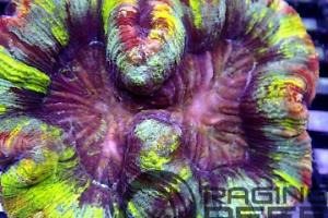 Folded Brain Coral Rainbow Thumbnail