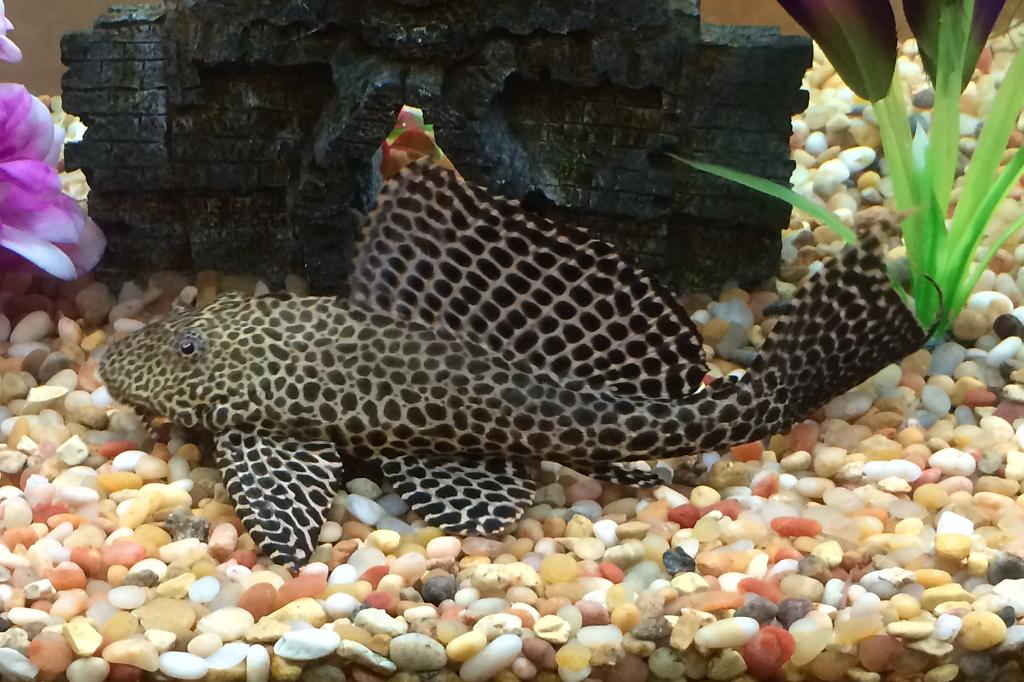 Pleco Catfish / Hypostomus borellii 48