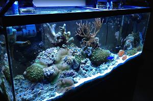 55 gal Reef Thumbnail