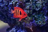 Flame Angelfish Thumbnail