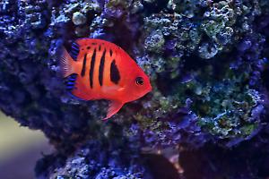 Flame Angelfish Thumbnail