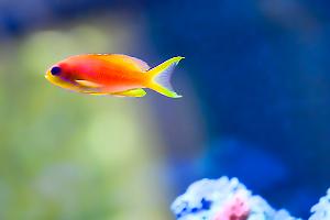 Lyretail Anthias Thumbnail