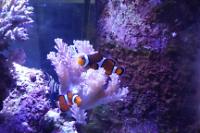 Ocellaris Clownfish Thumbnail