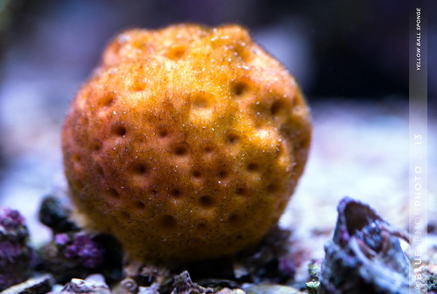 Yellow Ball Sponge