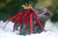 Red Legged Hermit Crab Thumbnail