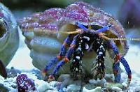 Blue Legged Hermit Crab Thumbnail