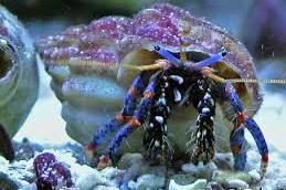 Blue Legged Hermit Crab Thumbnail