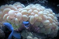 Bubble Coral