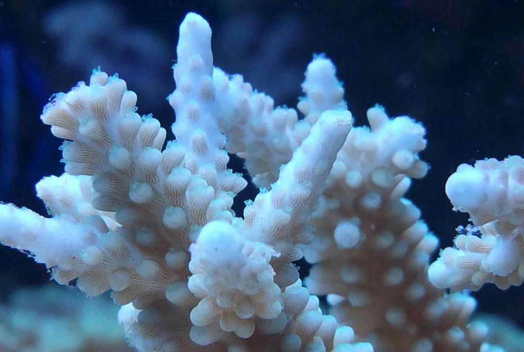 Acropora Exquisita