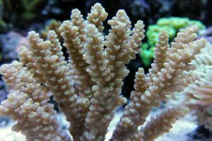 Acropora Tenuis Thumbnail