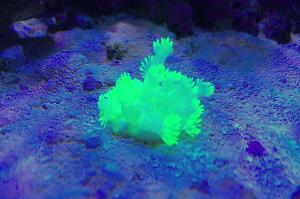 Alveopora Coral Lime Green Thumbnail