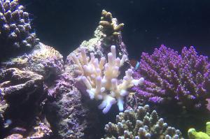 Acropora Loripes Thumbnail