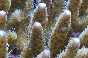 Acropora millepora Thumbnail