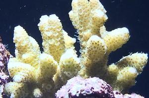 Acropora millepora Thumbnail