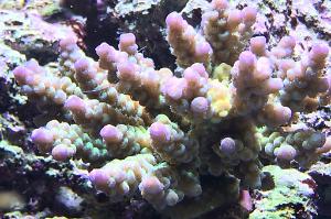 Acropora Tenuis Thumbnail