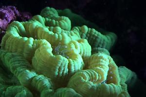 Candy Cane Coral Thumbnail