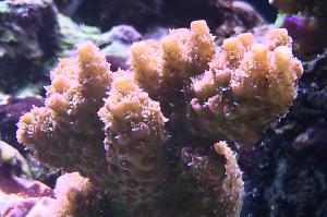 Hyacinthus Acropora Coral Thumbnail