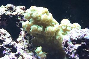 Acropora Florida Thumbnail